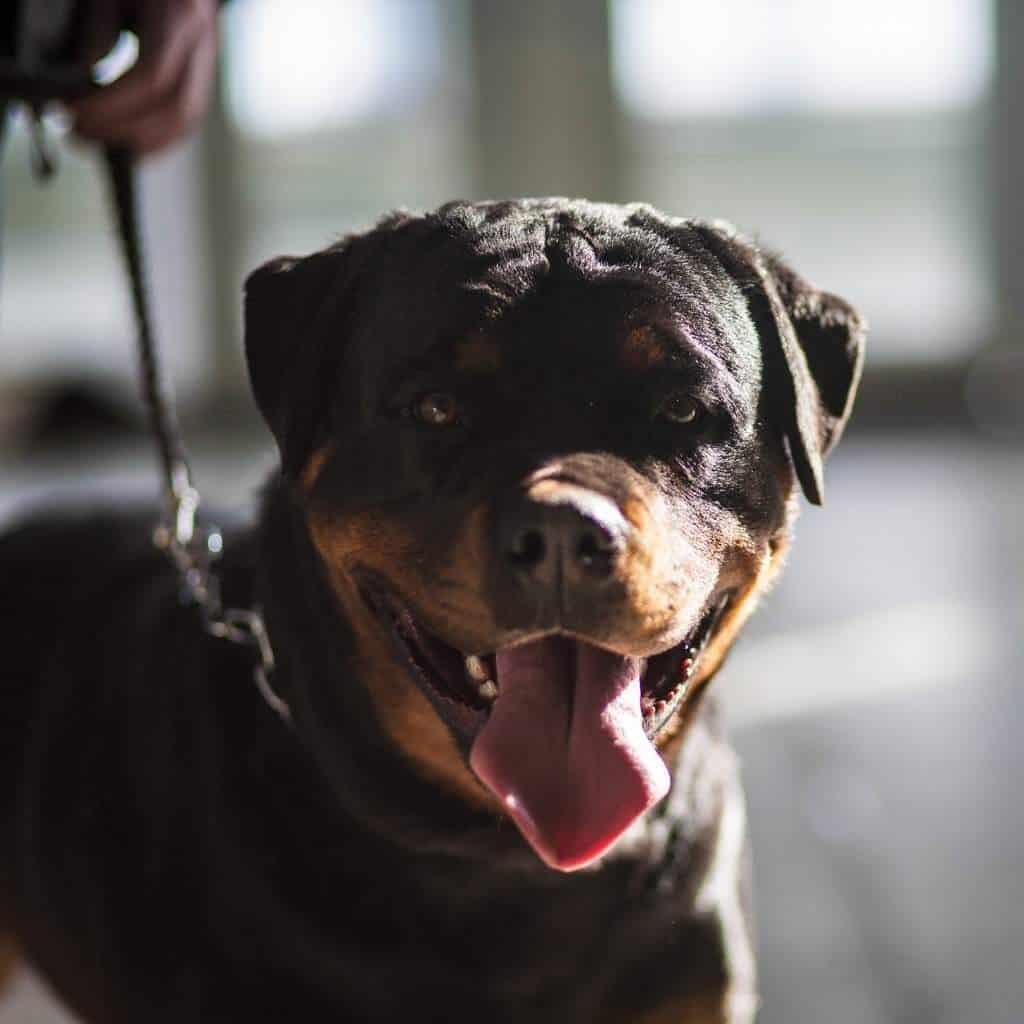 a rottweiler on a leash