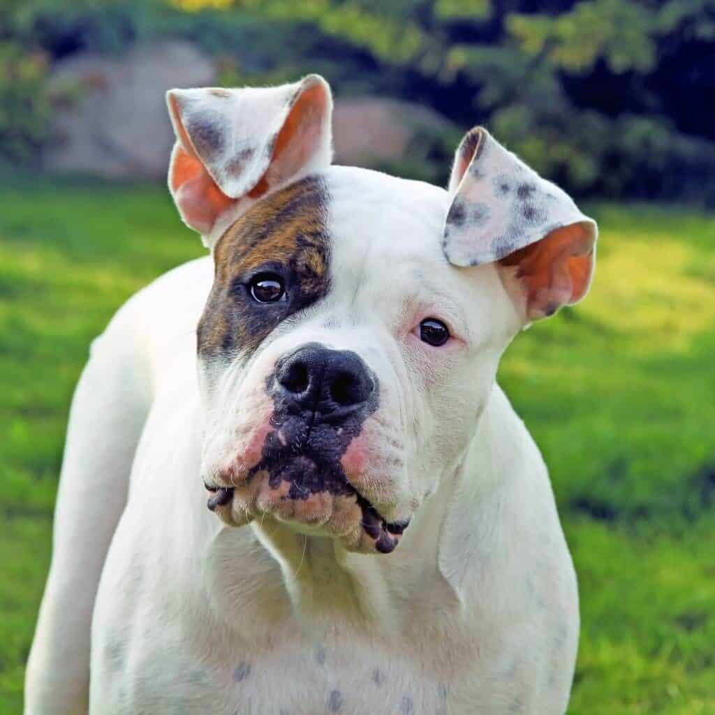 close up of an white american bulldog with brown over one eye