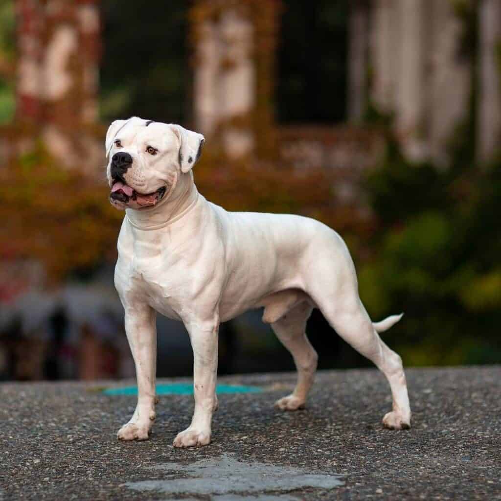 a white american bulldog posing with a blurred background