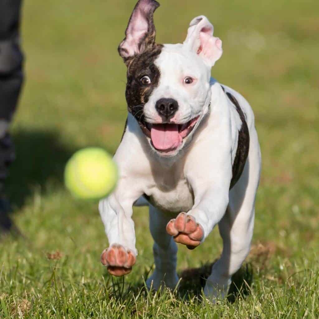 american bulldog running after a tennis ball