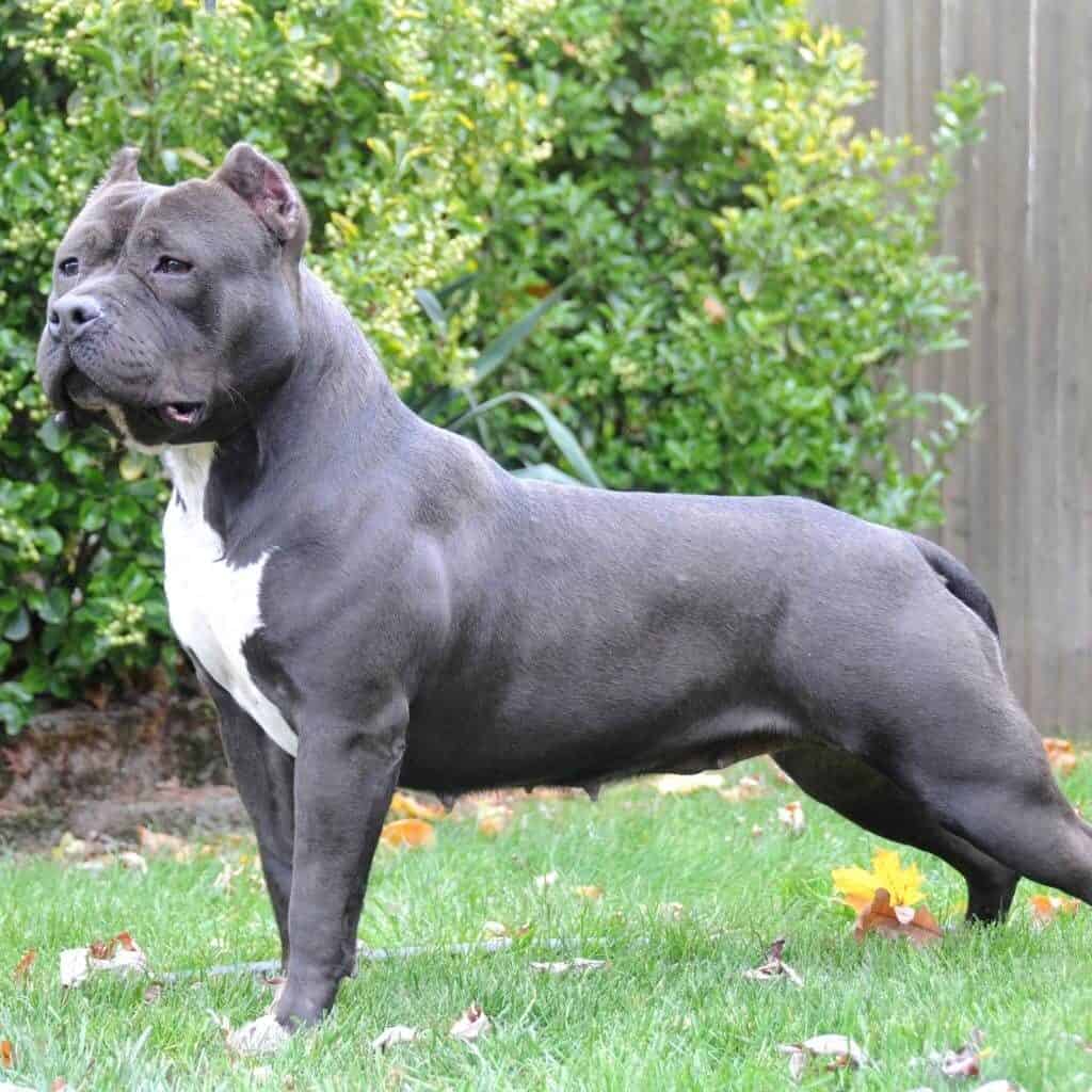 gray and white american bully 