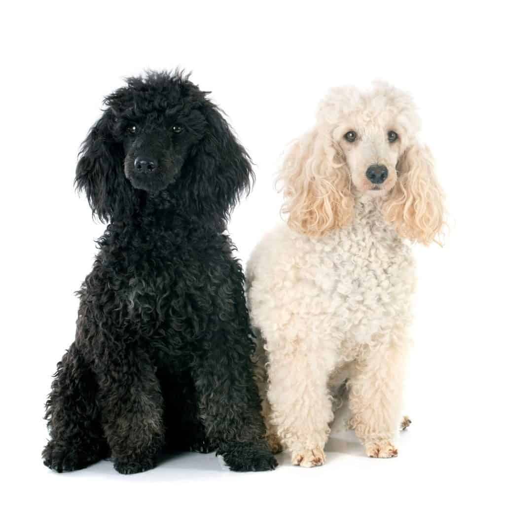 a black poodle and a white poodle sitting next to each other