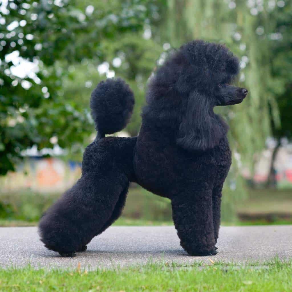 black groomed moyen poodle posing outside