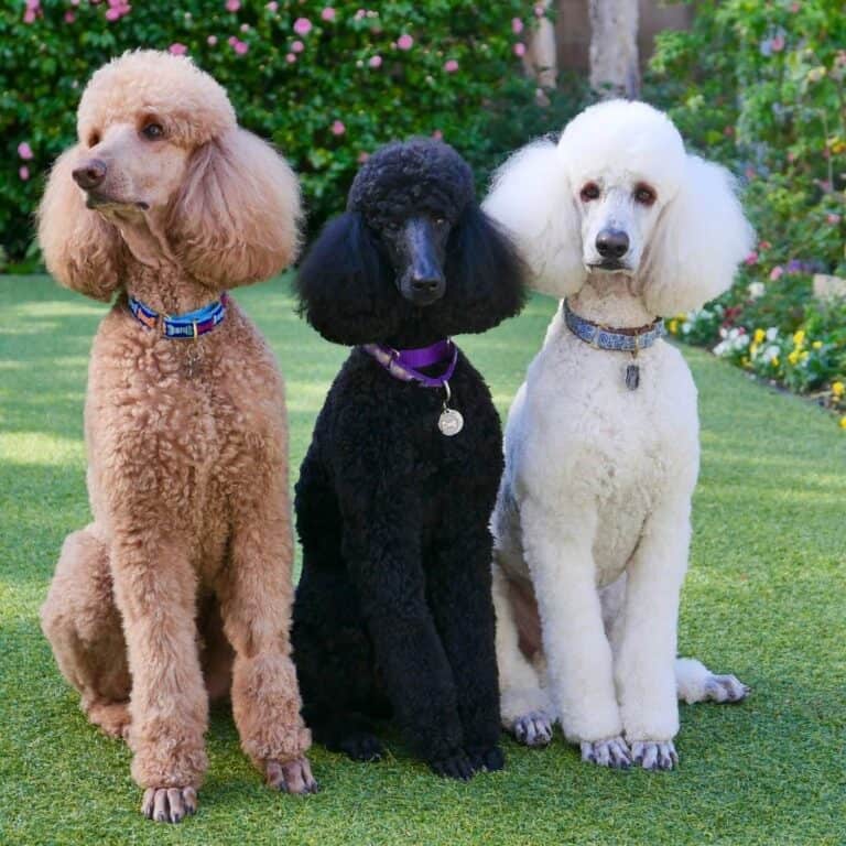 Learn All About The Poodle Breed