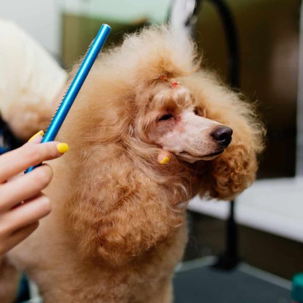 brown poodle getting groomed professionally