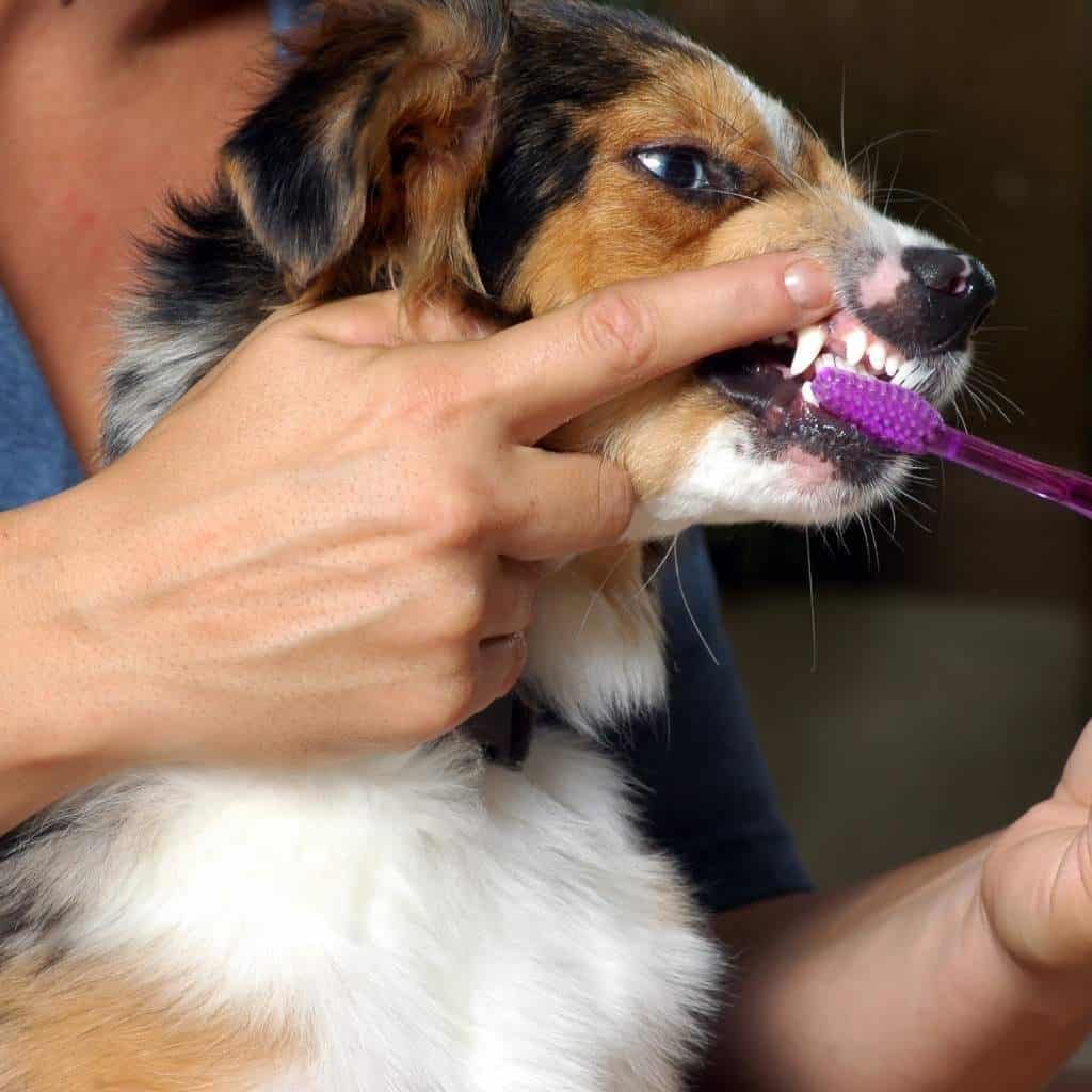 holding dogs lip up and using a toothbrush