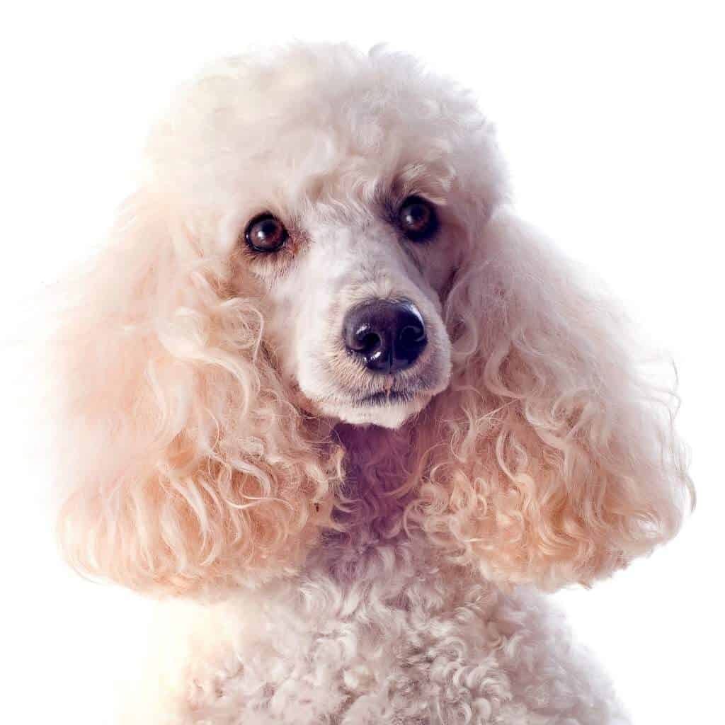 white moyen french poodle close up