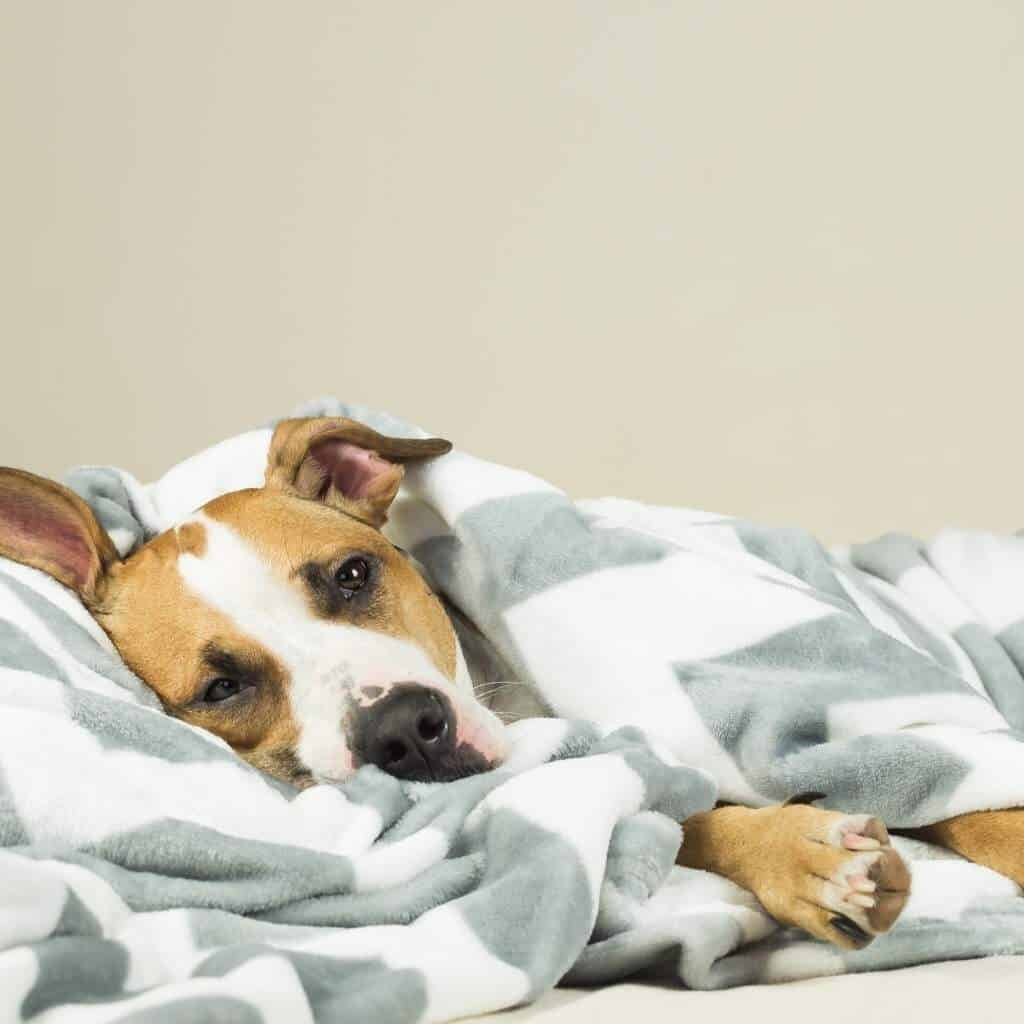 sick dog laying under a gray and white blanket