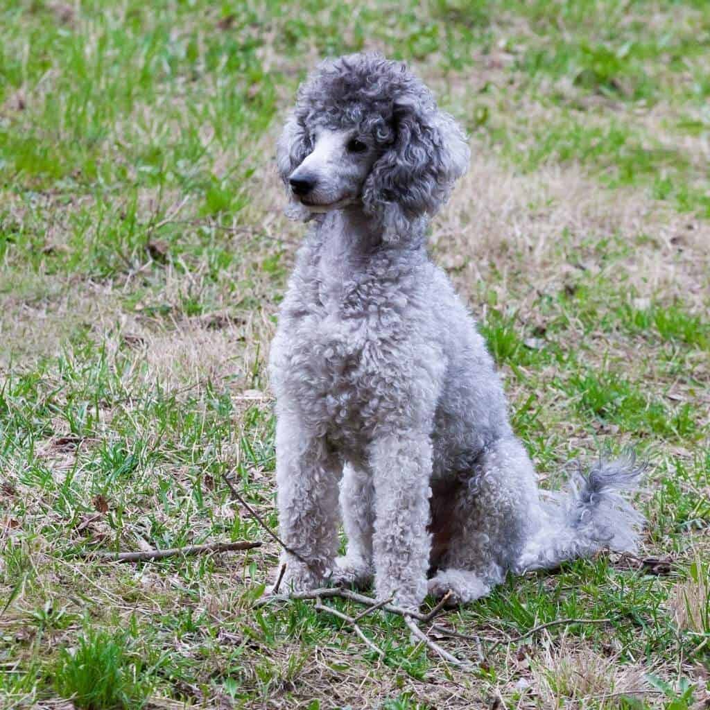 gray medium size moyen poodle sitting on the ground next to sticks