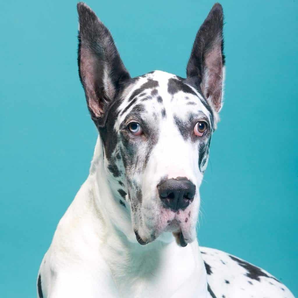 black and white spotted great dane husky mix with one blue eye