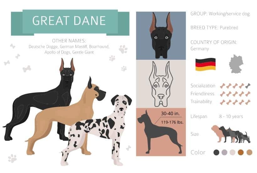 great dane infographics with facts