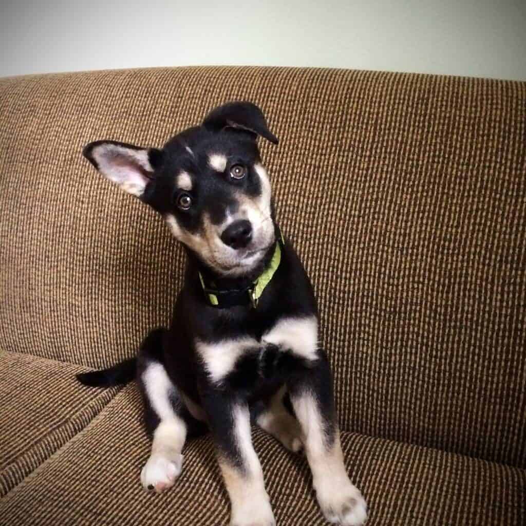 labrador husky mixed dog sitting on a couch