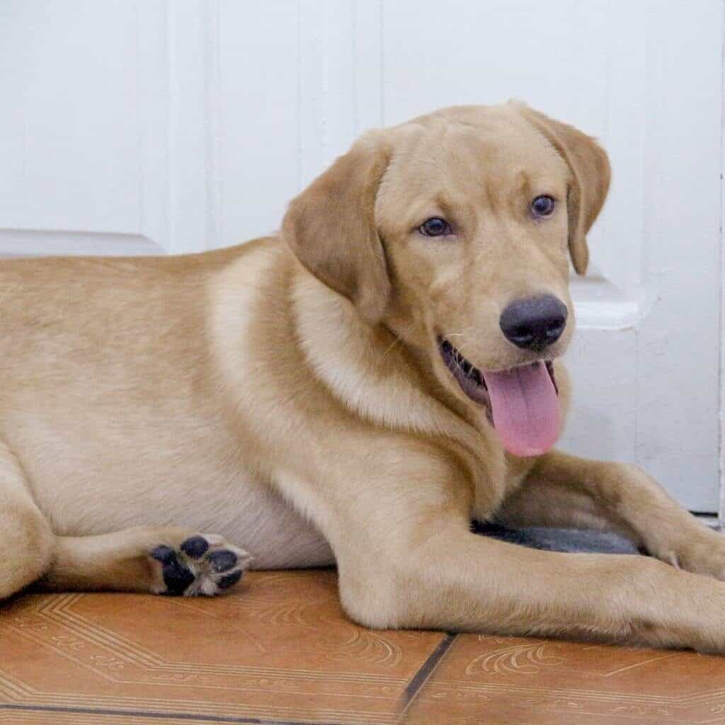 labrador retriever laying down next to a door