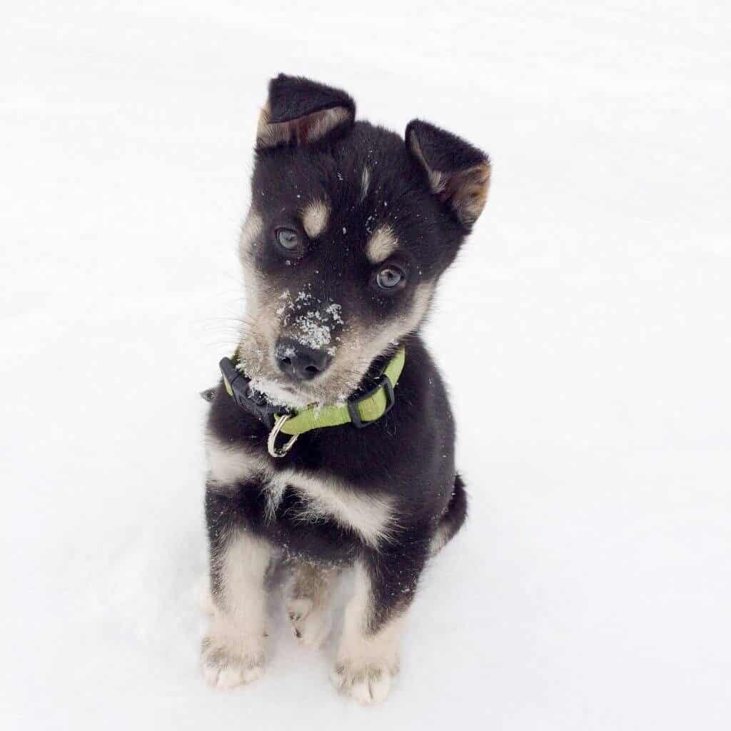 labrador husky mixed puppy sitting in the snow