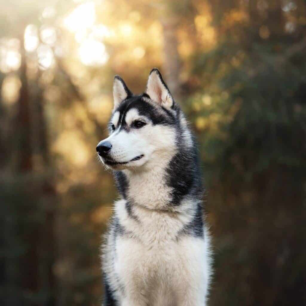 siberian husky in the woods