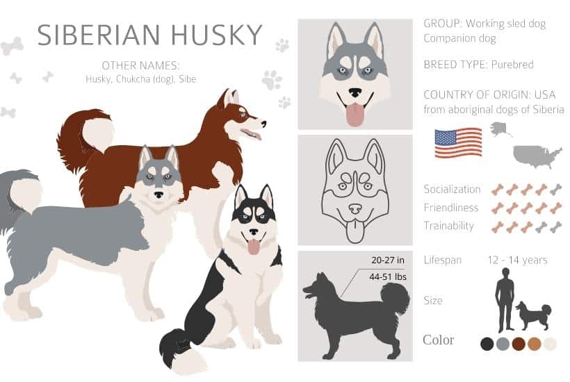 siberian husky infographic