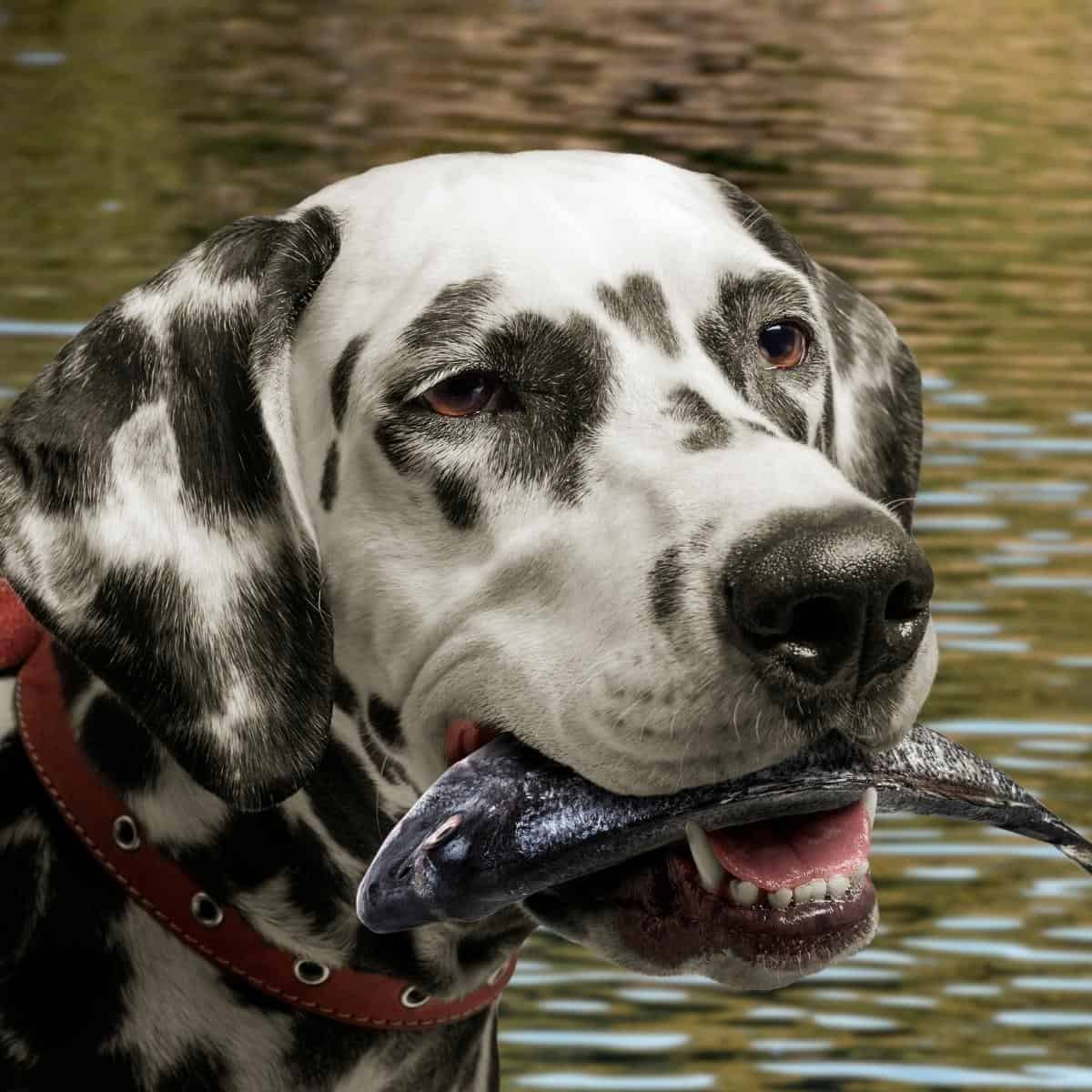 Dalmatian dog with a fish in his mouth