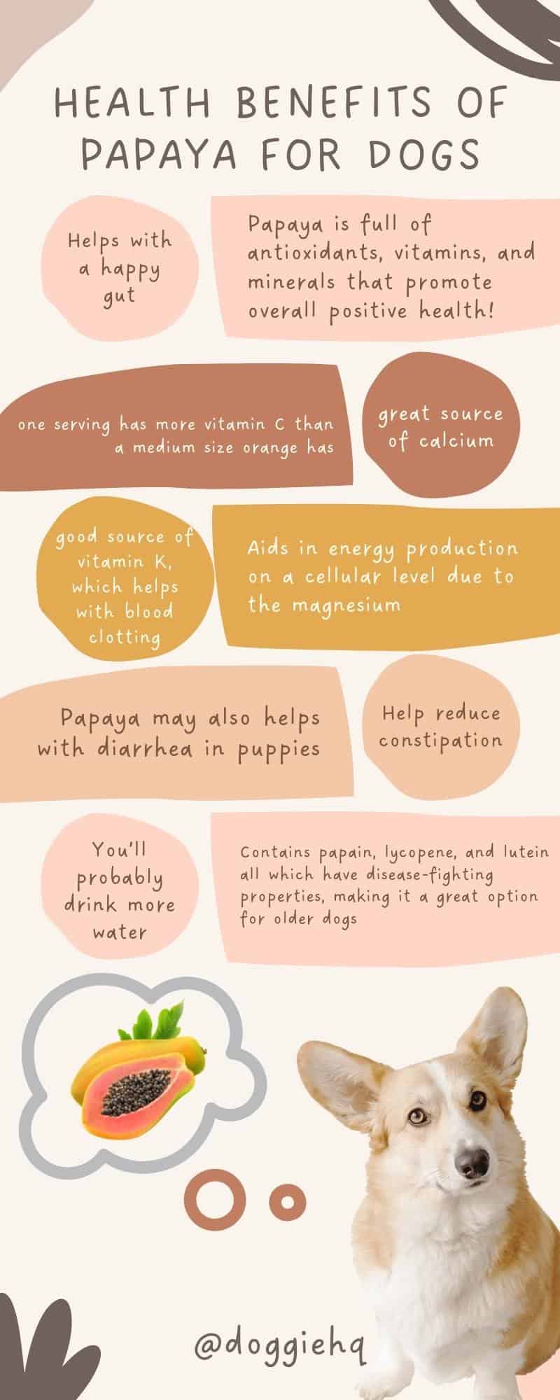 infographic naming of the health benefits of papaya for dogs with a small dog and open papaya at the bottom