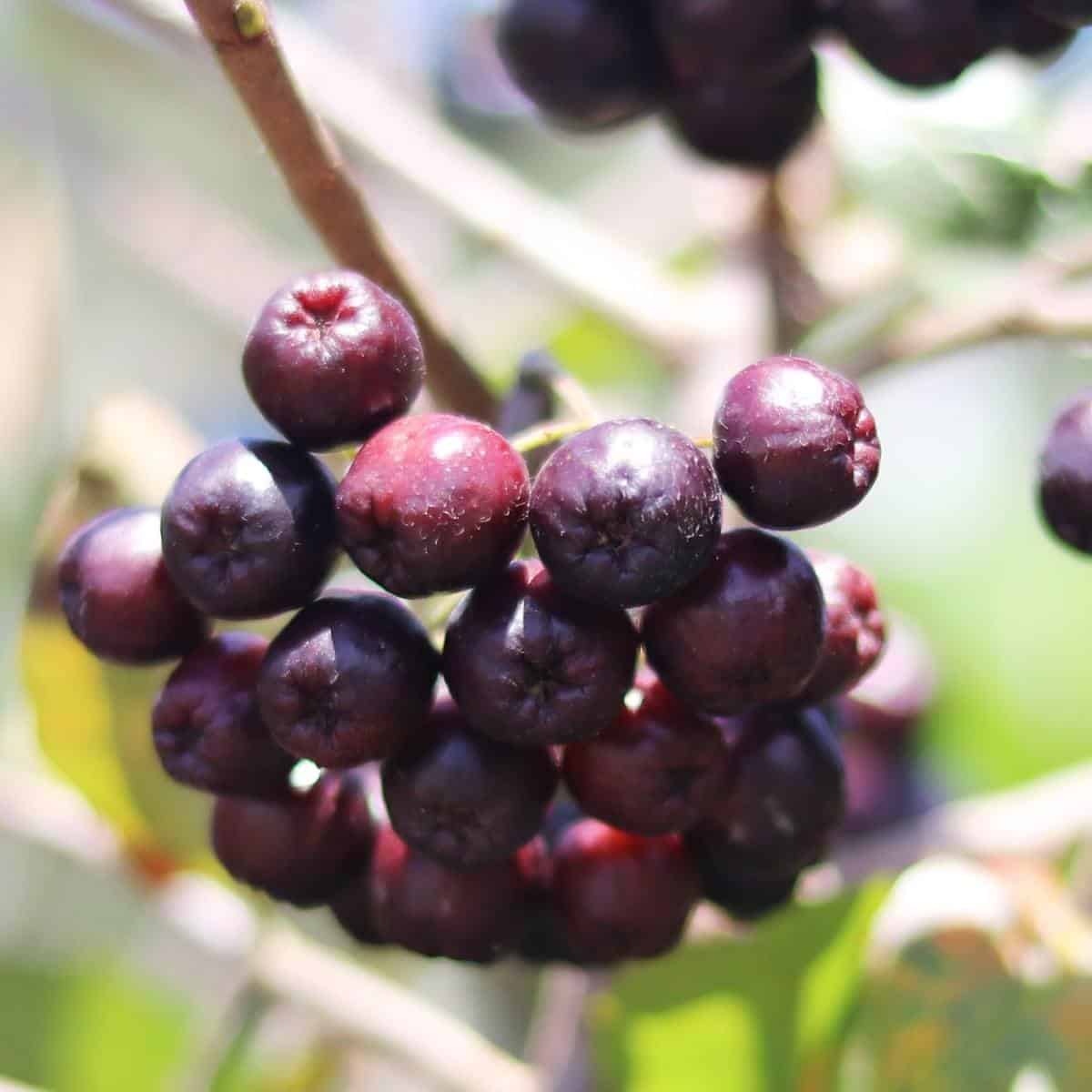 raw acai berries hanging on tree