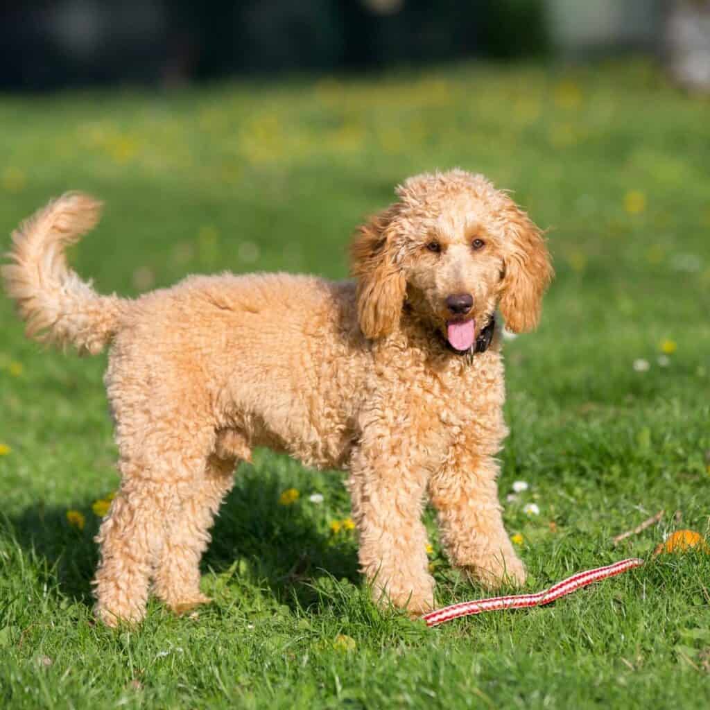 apricot poodle outside in the grass