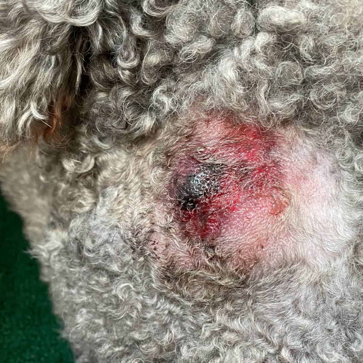 Folliculitis in Dogs + How To Treat (including natural remedies)