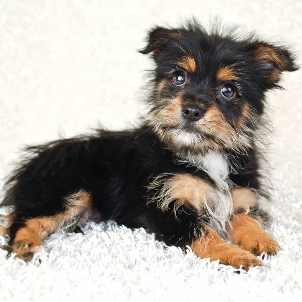 black and brown yorkie pom laying down