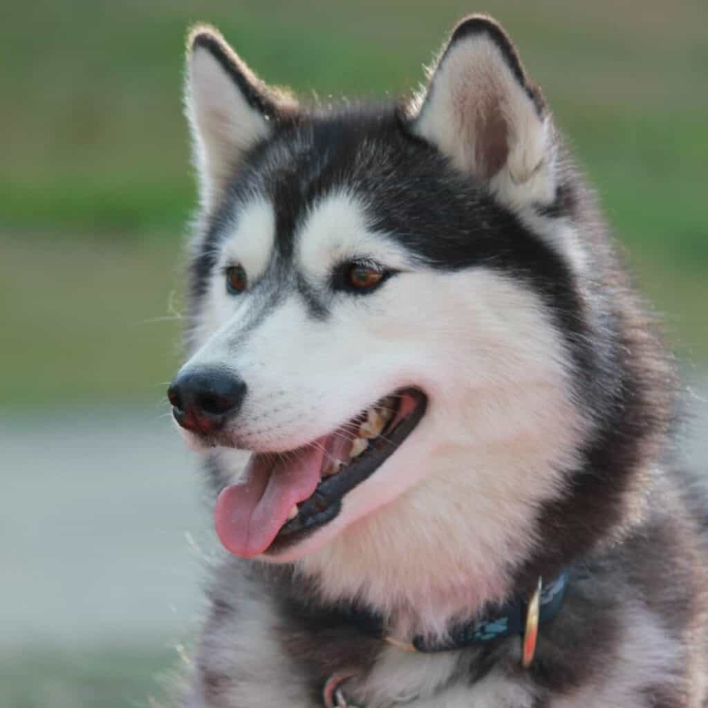 siberian husky with his mouth open looking at the camera