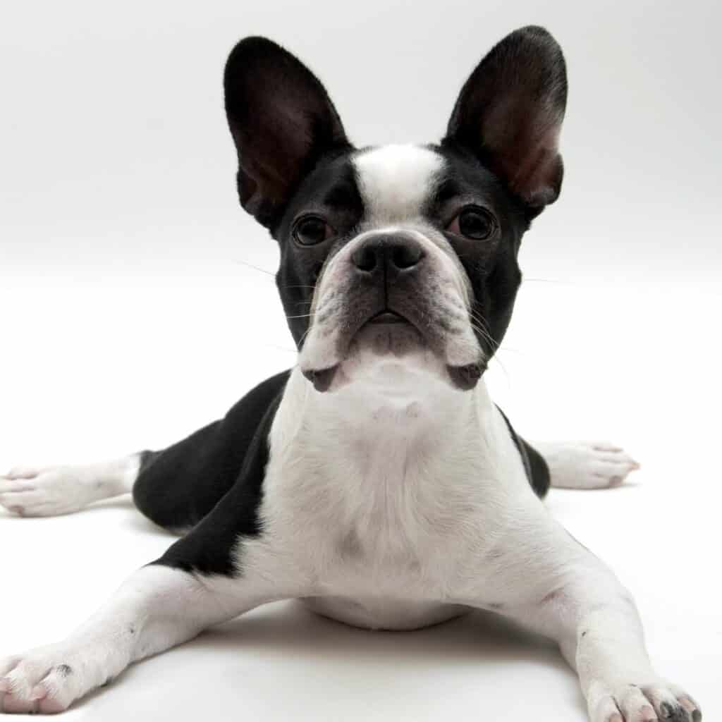 black and white boston terrier laying down