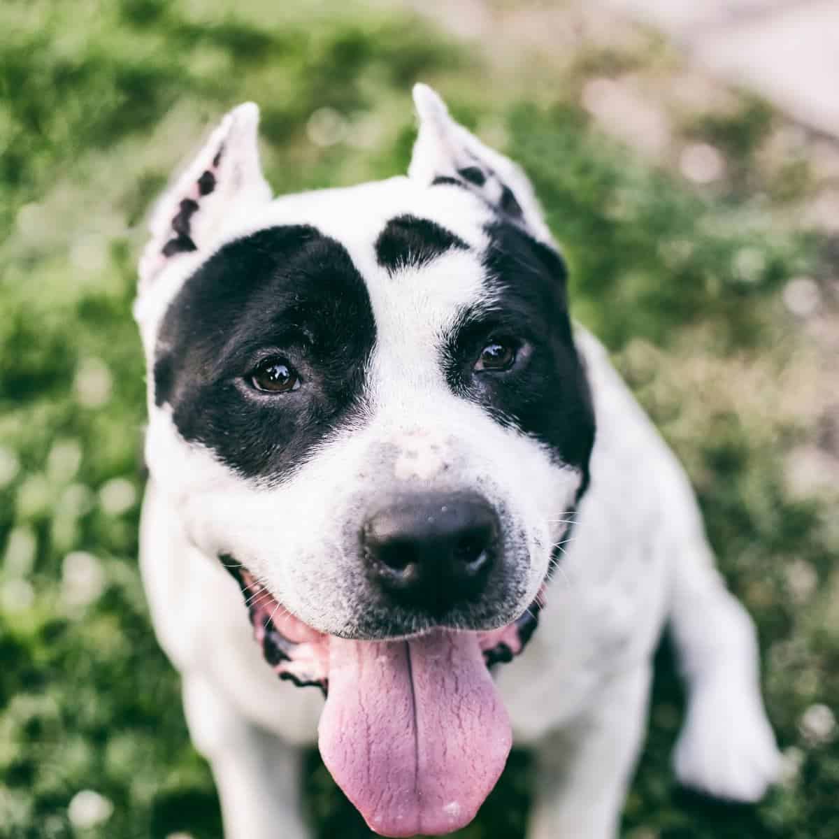 a white and black boston terrier mixed with pitbull sitting down with tongue out