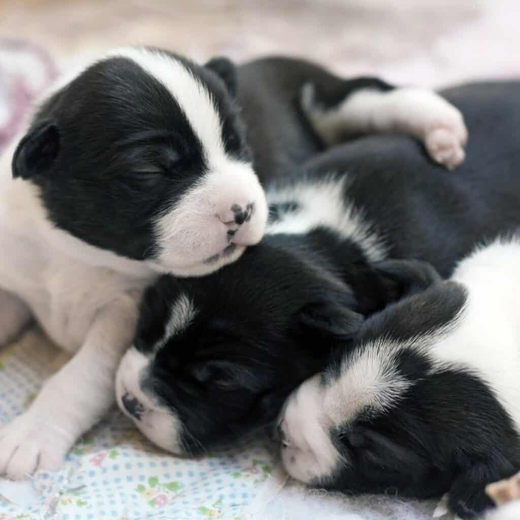 three black and white pitbull boston terrier puppies laying on each other