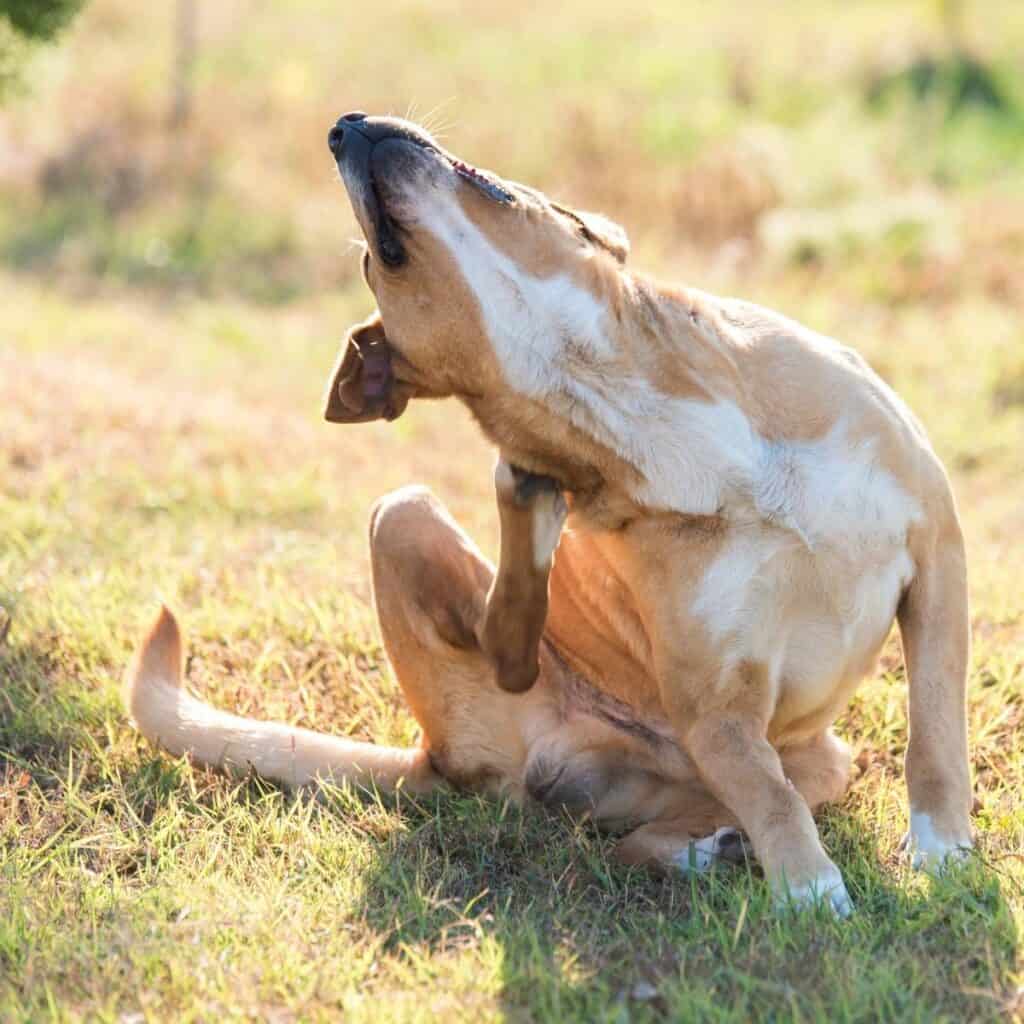 brown dog scratching their ear with their foot