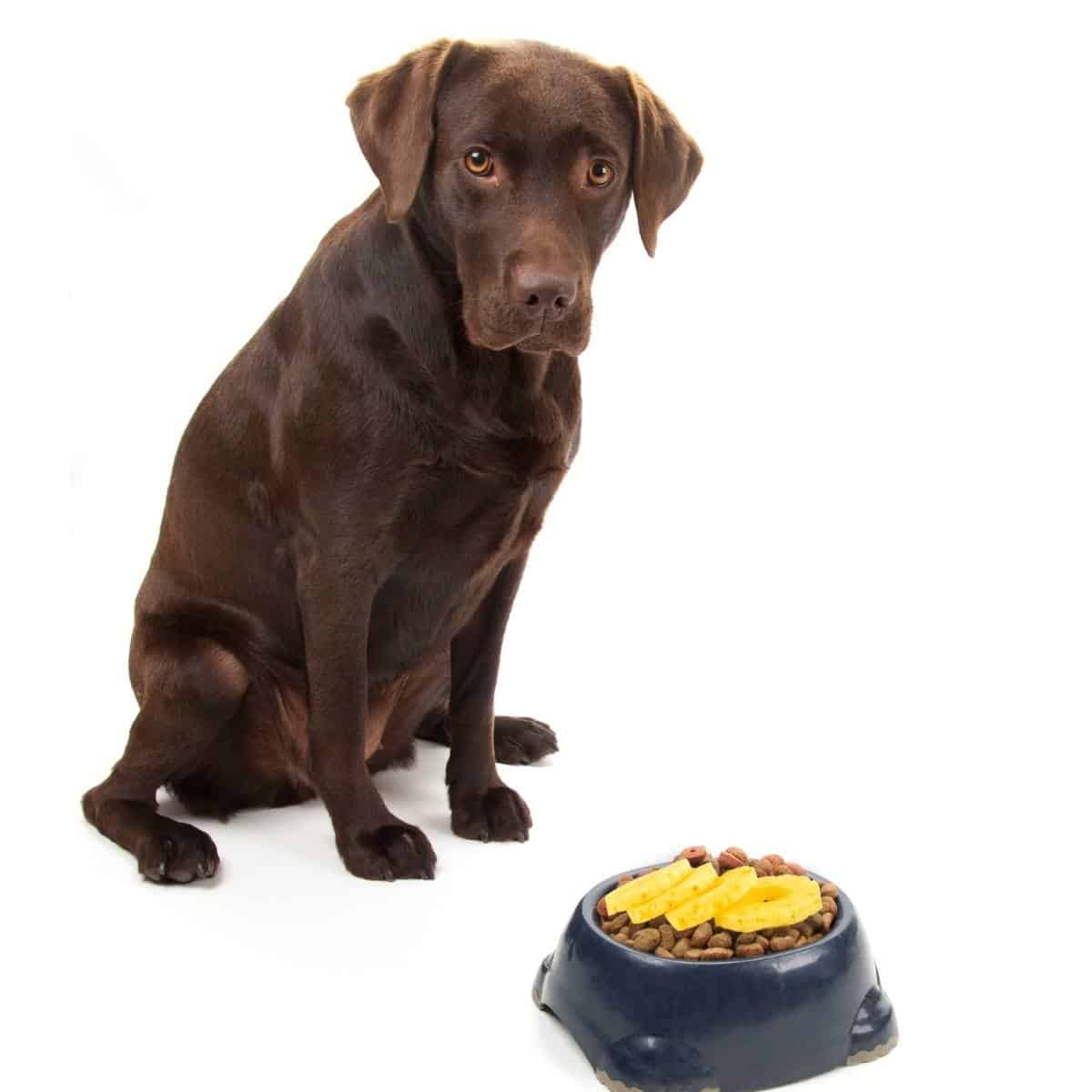 brown labrador next to a blue bowl with dog food and pineapple rings