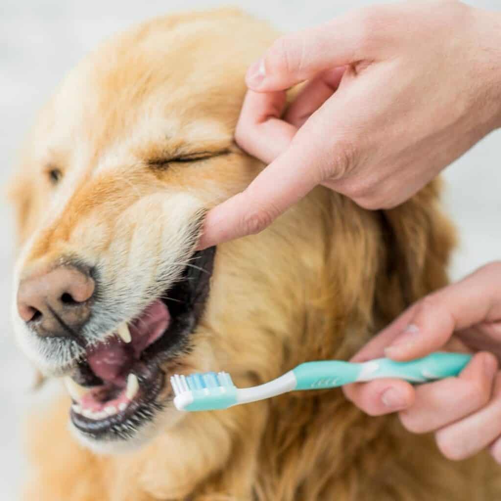 holding labrador's lip up holding a toothbrush