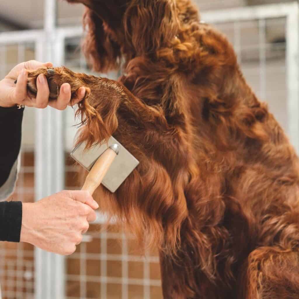 holding dog's arm up to brush their fur