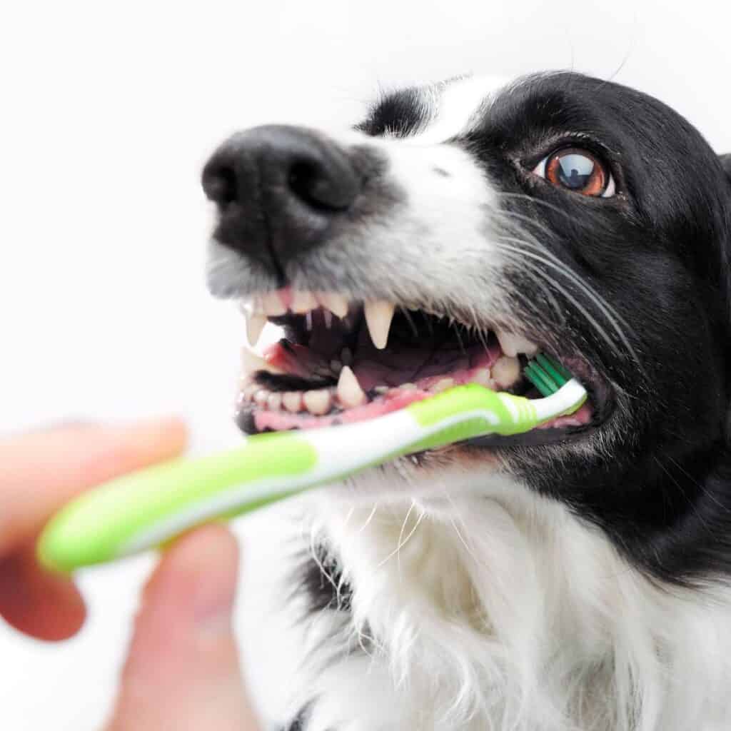 brushing dogs teeth with green and white tooth brush