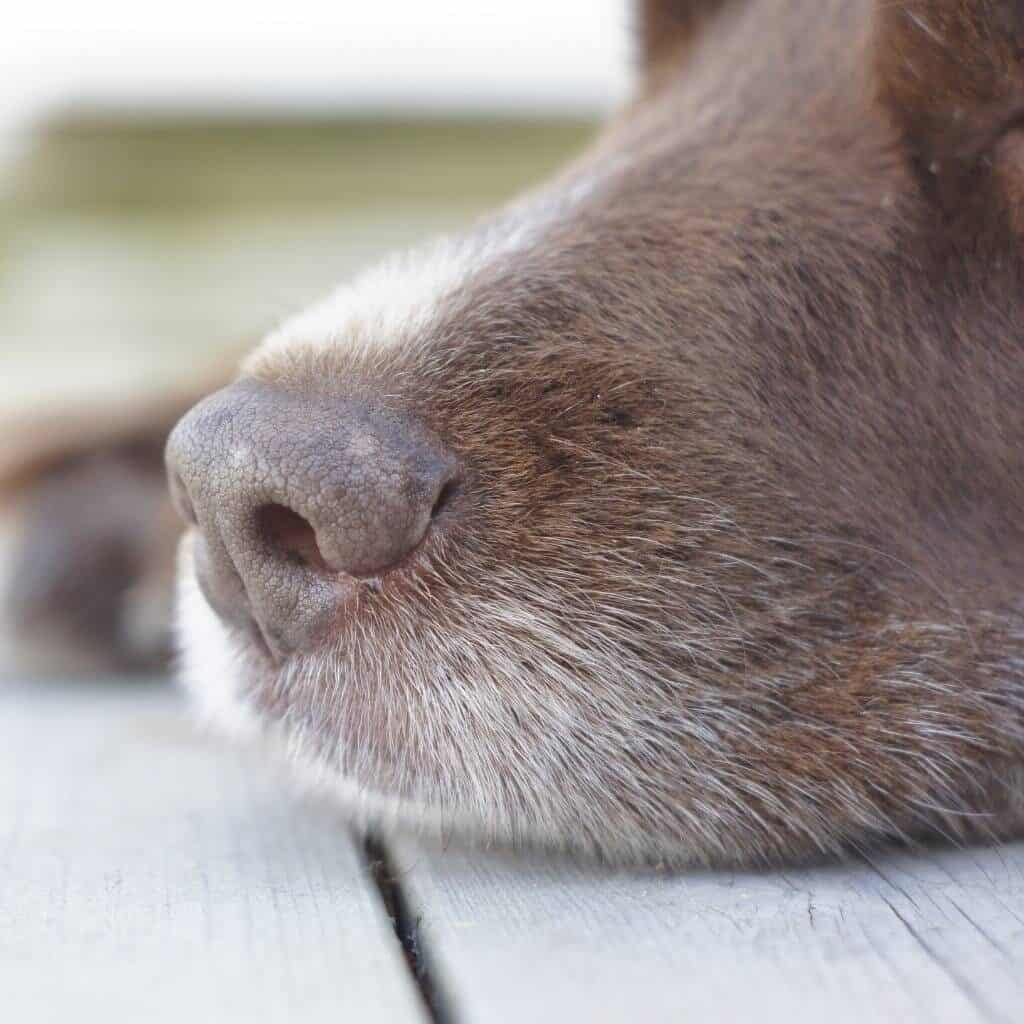 close up of a brown dog's nose and muzzle