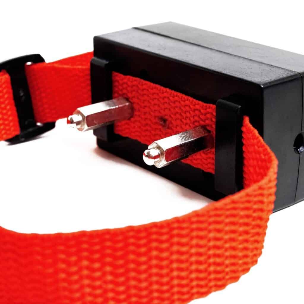 close up of an e collar with two silver prones and a black case around an orange collar