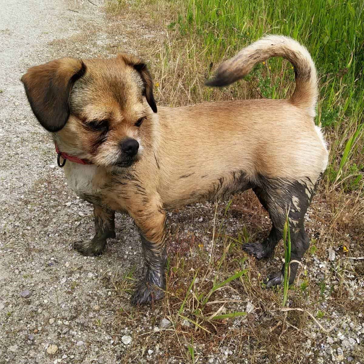 small dog covered in mug outside