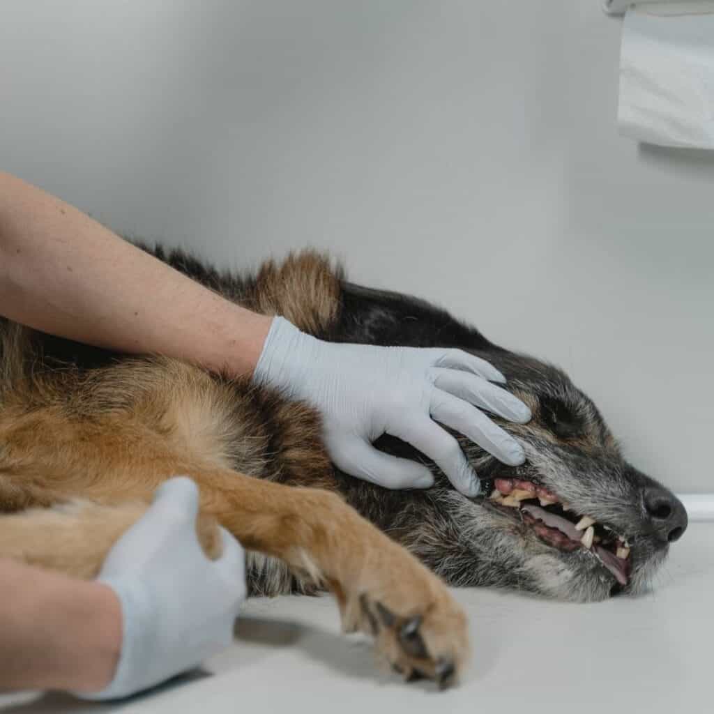 dog laying down for teeth cleaning at the vet