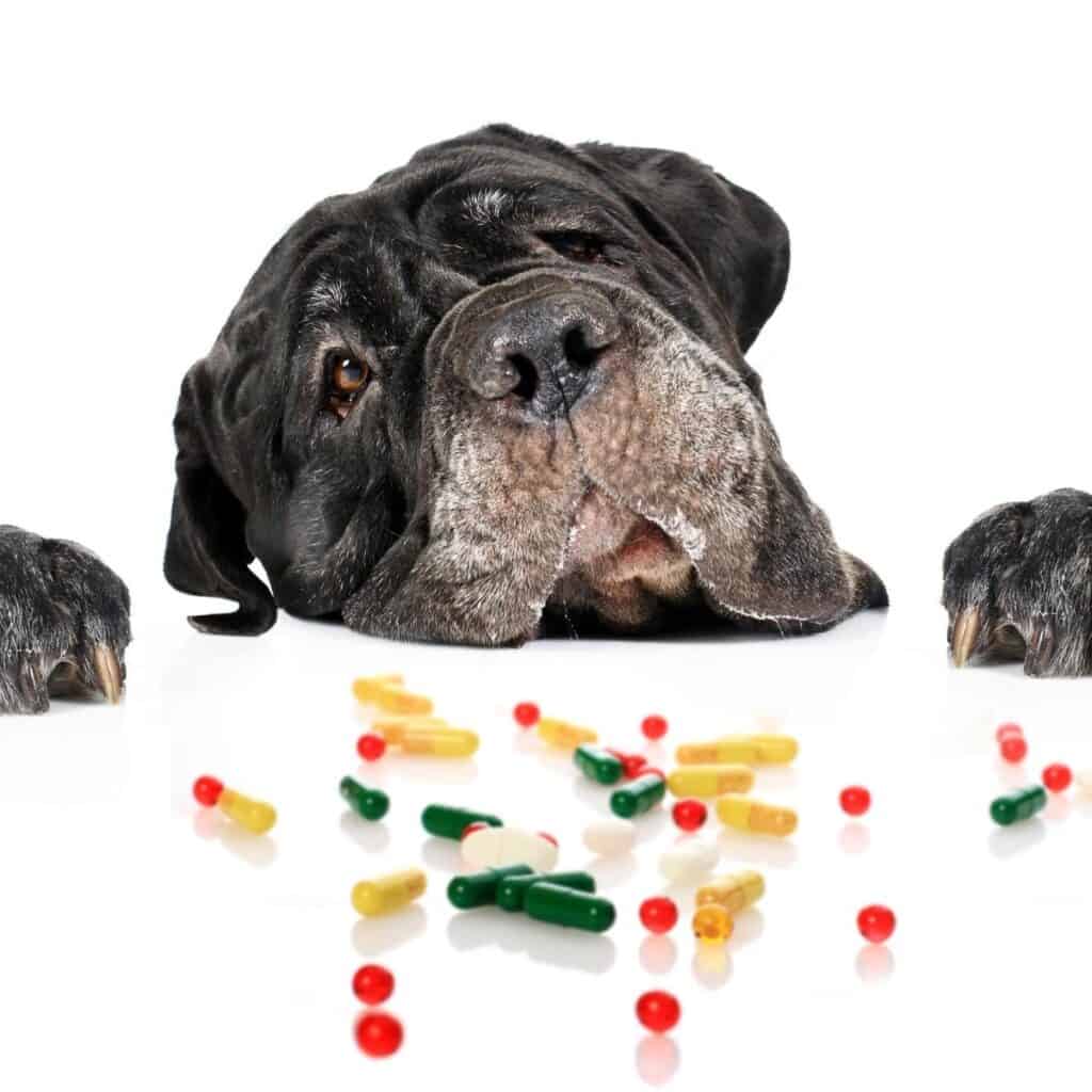 bulldog with his head laid on the counter next to pills