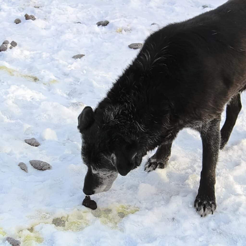 black dog in the snow sniffing poop