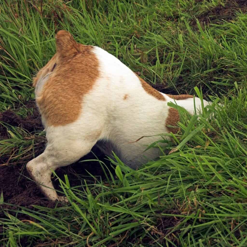 brown and white dog in the grass with it's butt up in the air