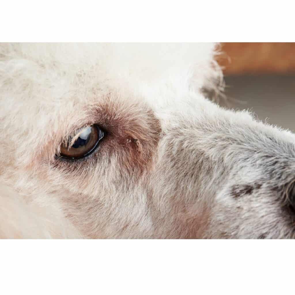 white dog that has eye discharge
