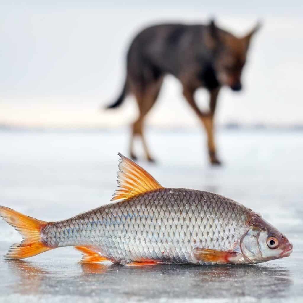 dog in the background with a fish out of water