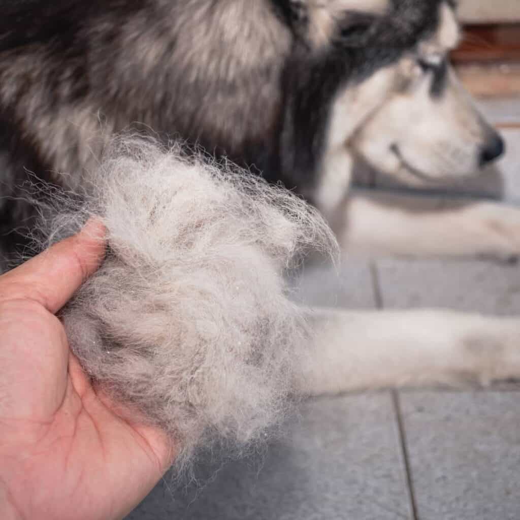 owner holding a husky hair ball from folliculitis