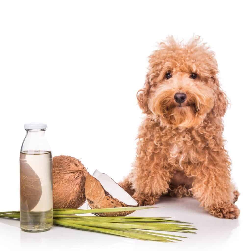 doodle dog next to an open coconut and a bottle of oil
