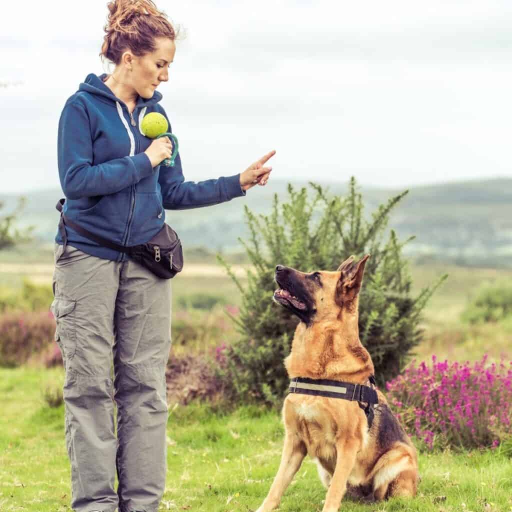 dog trainer with a german shepherd