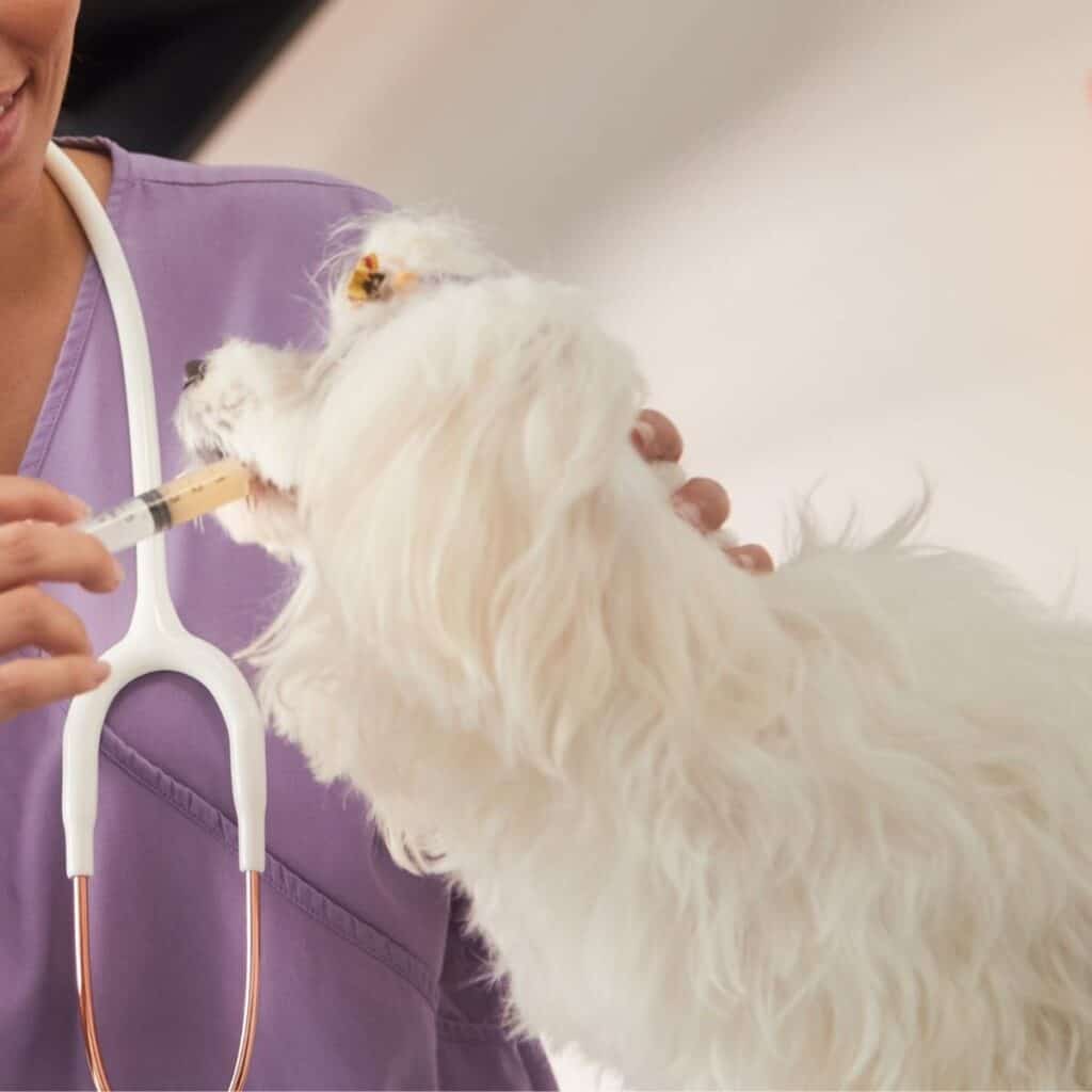 vet giving a white dog hydrocodone syrup through syringe