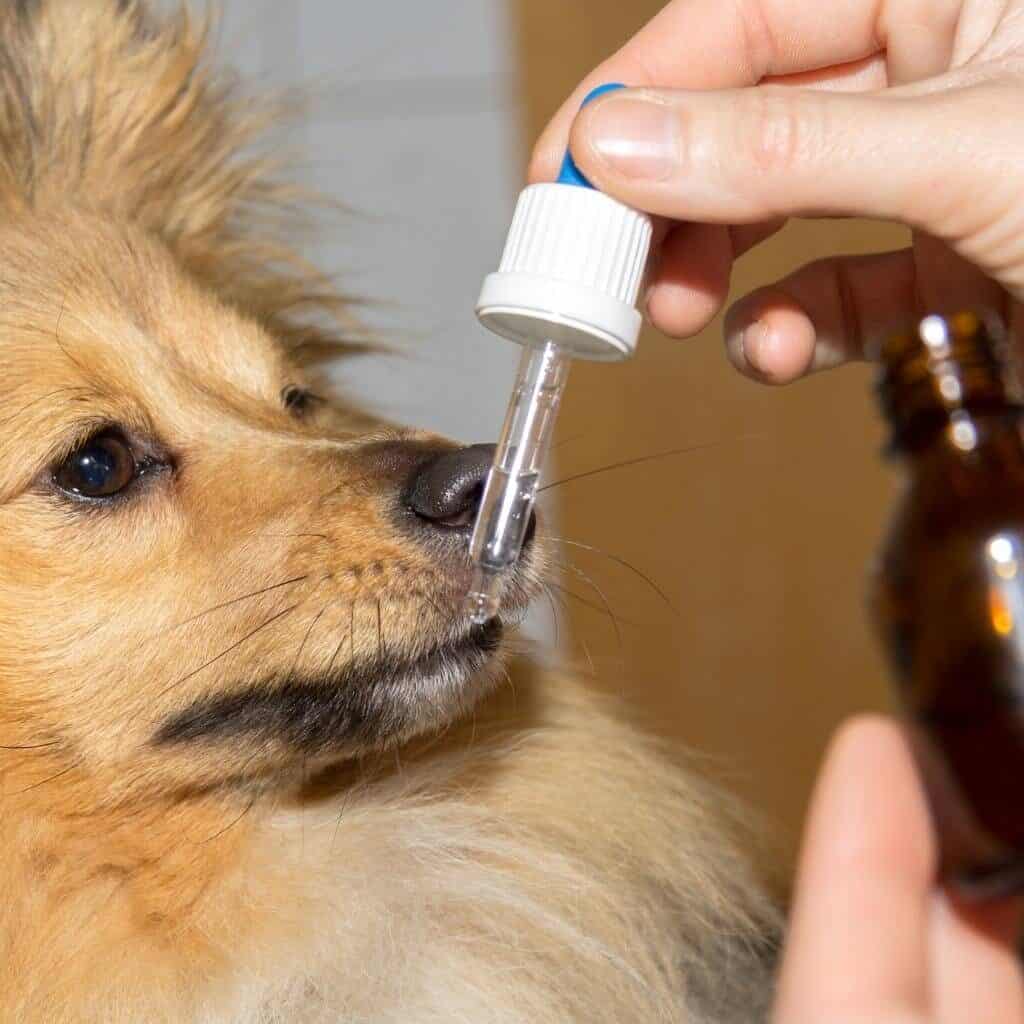 giving a dog liquid medicine in the form of a dropper