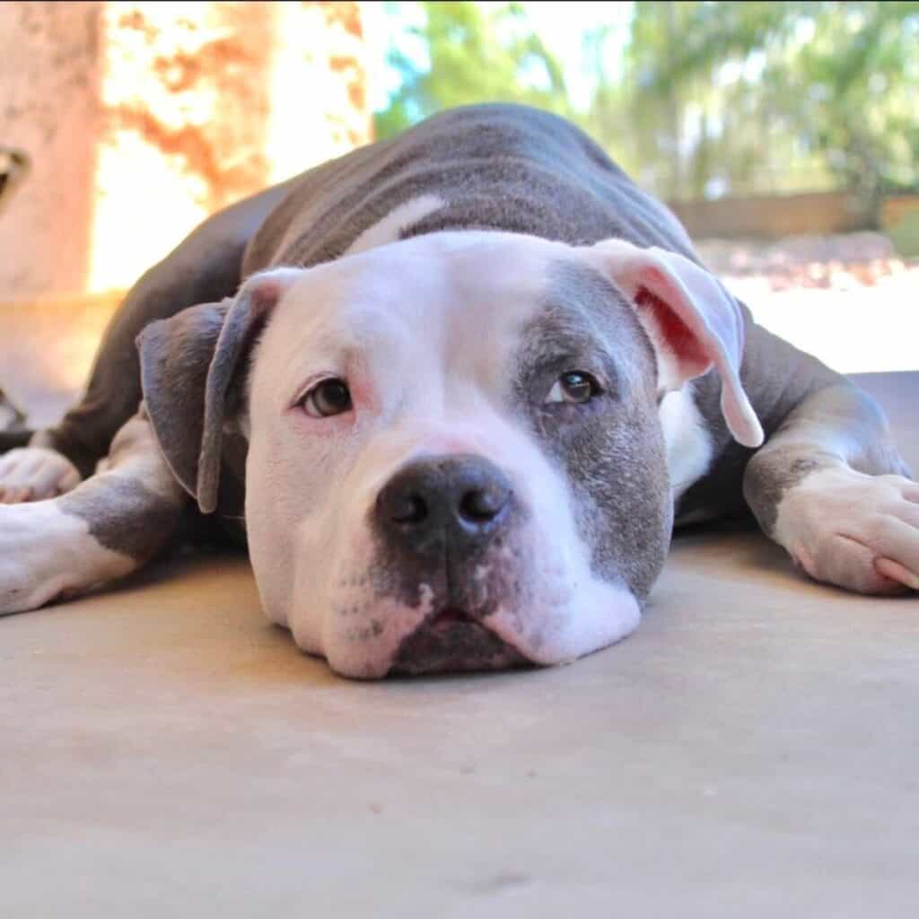 gray and white pitbull laying down on the porch
